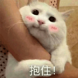 抱住 卖萌 猫