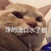 萌宠 喵星人 馋的流口水了都 饿了 呆萌 搞怪
