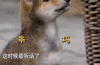 萌宠 狗狗 乖巧