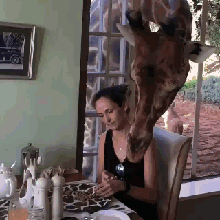 长颈鹿 美女 桌子 椅子