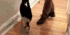 喵星人 猫咪 萌萌哒 撒娇