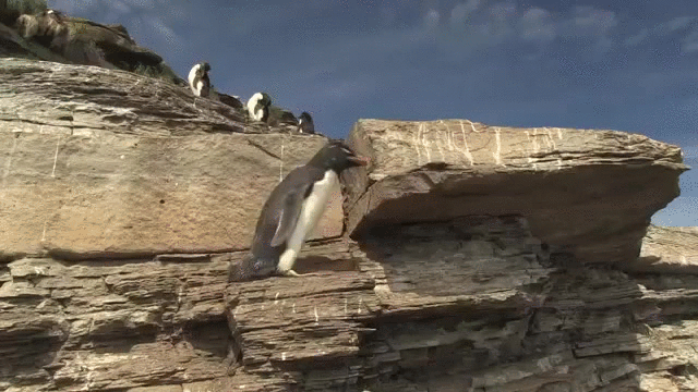 企鹅 跌落