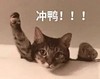 萌宠 猫星人 冲鸭 加油 搞怪 逗
