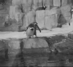 企鹅 penguin 恶作剧 小婊砸