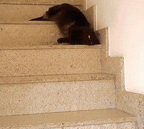 喵星人 黑猫 爬楼梯 软哒哒的 懒惰 水一样的身体 萌宠萌物