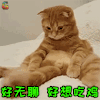 萌宠 猫咪 猫 吃鸡 好无聊 好想 soogif soogif出品