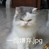 喵星人,猫主子,  喵喵  一脸嫌弃   嗯嗯 啧啧