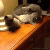 搞笑 喵星人 猫咪 萌宠 猫