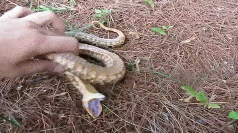 蛇 snake animal 咬 装死