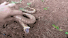 蛇 snake animal 咬 装死