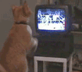 雷人 喵星人 猫咪 可爱 萌宠
