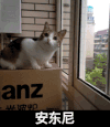 小猫 可爱 萌萌哒 安东尼