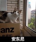 小猫 可爱 萌萌哒 安东尼