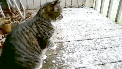 冬天 季节 ,猫, 可爱的雪花