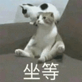 猫咪 坐等