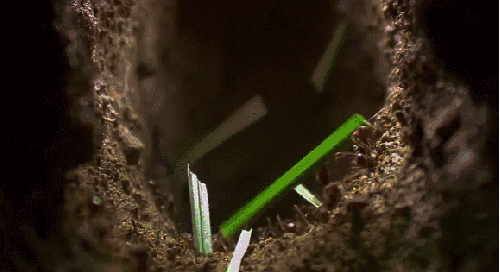 地球脉动 搬树叶 有趣 纪录片 蚂蚁 回巢
