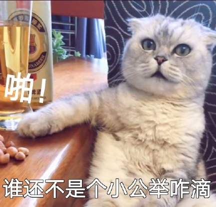 萌宠 喵星人 猫咪 饭圈 迷妹