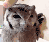猫头鹰 羽毛 可爱 搞笑