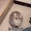 萌宠 喵星人你又想干嘛 又咋了 呆萌 可爱