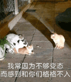 猫咪 可爱猫 我常常因为不够变态 格格不入 搞怪 逗