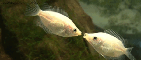 接吻 可爱 小鱼 搞笑