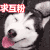 狗狗 可爱 萌宠 求互粉