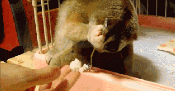 人手 食物 猴子 吃饭