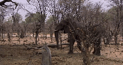 动物 吼 大象 掠食动物战场 甩鼻子 纪录片