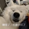 萌宠 汪星人 睡觉了 不理你们了 呆萌 可爱