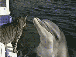猫 动物 遭遇 海豚 扒
