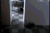 猫咪 躲猫猫 开心 耍闹