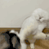 萌宠 猫星人 打架 呆萌 搞怪 逗