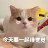 萌宠 喵星人 j今天要一起睡觉觉 害羞 搞怪 逗