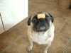 哈巴狗 pug 吃货 可爱
