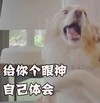 给你个眼神自己体会 狗狗 张大嘴 瞪眼 伸舌头