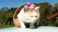 动物 猫 soogif soogif出品