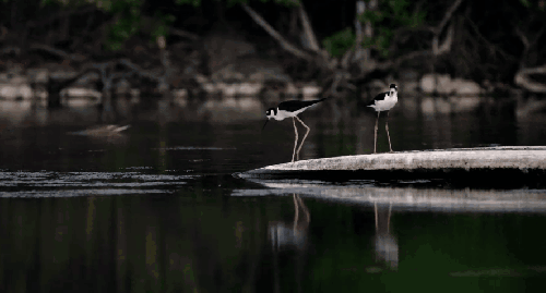 动物 湖面 纪录片 维尔京群岛 美国 鸟类
