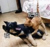 萌宠 猫星人 肥肉对我 难受 呆萌 可爱