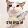 表情 啥 猫
