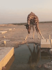 长颈鹿 劈腿 喝水