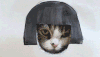 猫咪 搞笑 可爱 萌宠