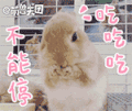 小兔叽 动物 可爱 吃吃吃不能停