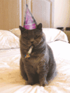 猫咪 生日快乐 眨眼 萌萌哒
