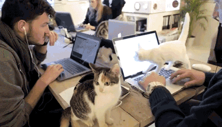 办公室gif动态图片,猫舍动物聚会猫咪动图表情包下载
