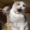 萌宠 猫星人 你他妈找打 生气 呆萌 可爱