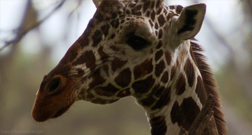 长颈鹿 转头 树枝 妩媚的 giraffe