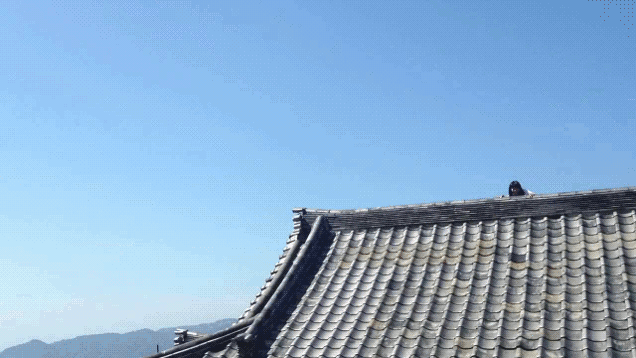 建筑 日本 忍者 跳跃的 远离的 女生