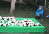 动物 大熊猫 国宝 萌萌哒