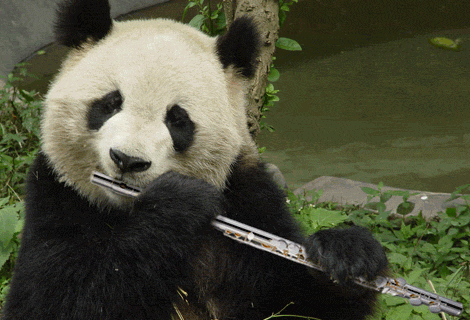熊猫 天生有音乐天赋 吹奏乐器 可爱