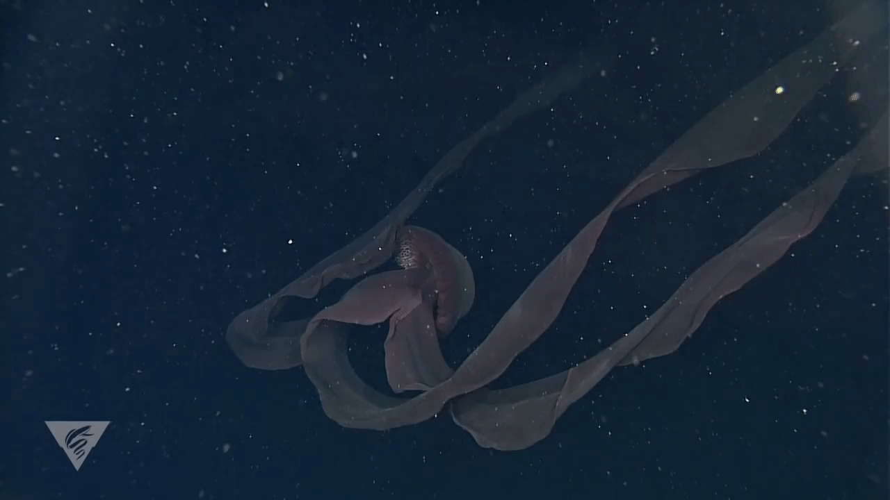 水母 深 海洋 游动